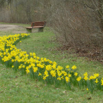 Frühjahrsblüher Marienbergpark 2017