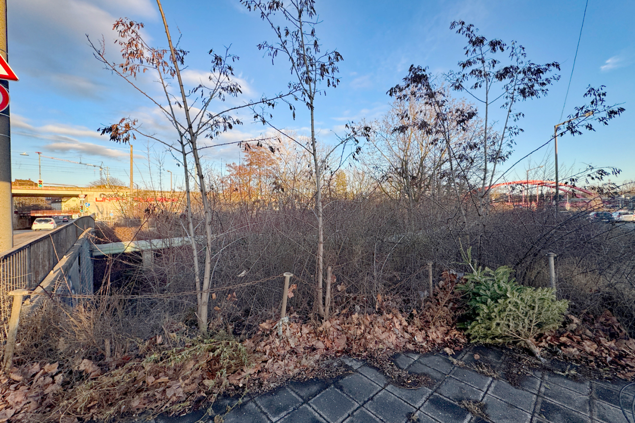 Wildwuchs im  Bereich des alten Hafenbeckens des Ludwig-Main-Donau-Kanals., Bild © André Winkel / Stadt Nürnberg