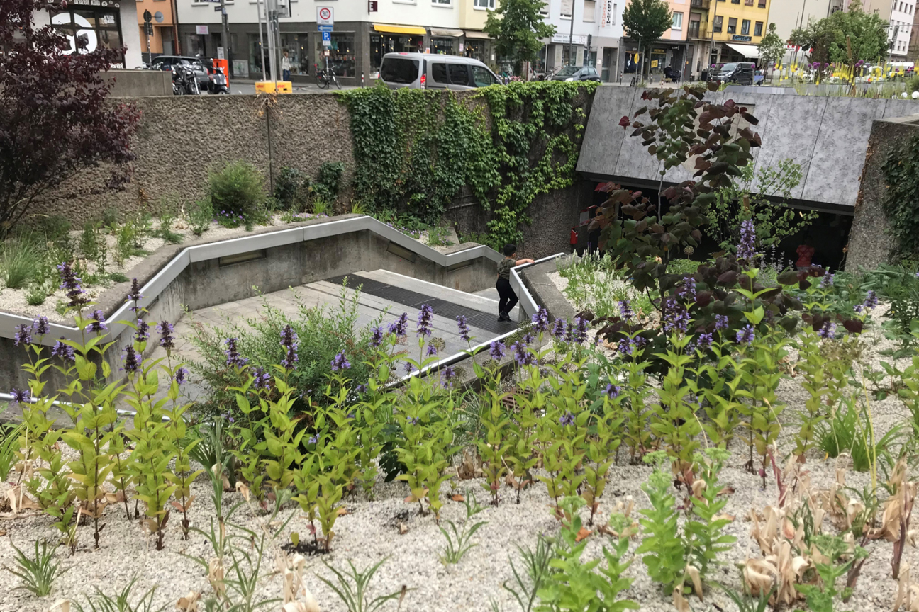 Bild © André Winkel / Stadt Nürnberg Staudenbeete rund um den U-Bahnhof Gostenhof an der Fürther Straße, Bild © André Winkel / Stadt Nürnberg