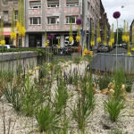 Staudenbeete rund um den U-Bahnhof Gostenhof an der Fürther Straße