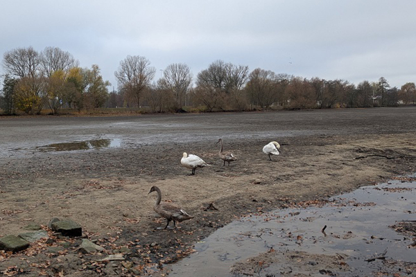 Eine Schwanenfamilie hält sich im abgelassenen Dutzendteich auf