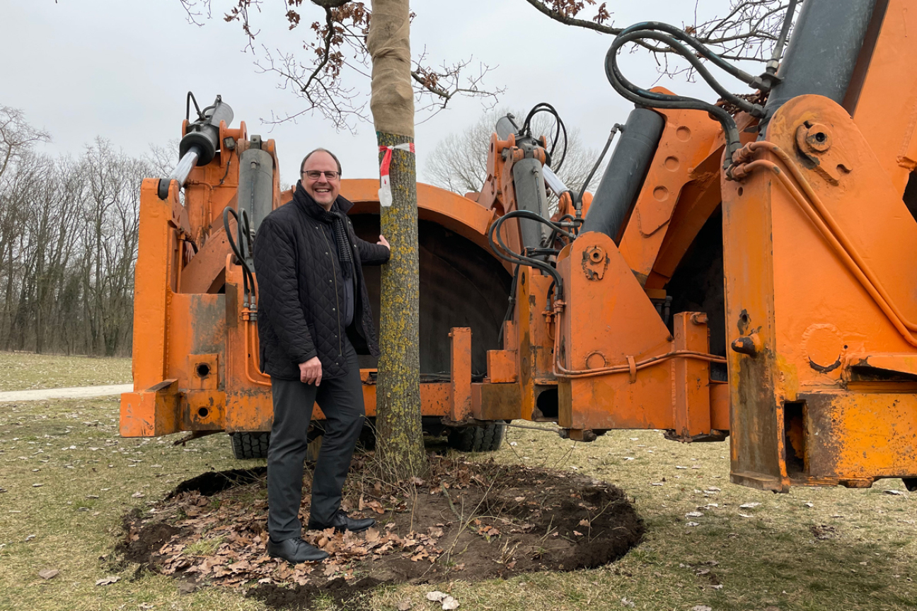Großbaumverpflanzung im Marienbergpark, Bild © André Winkel / SÖR / Stadt Nürnberg