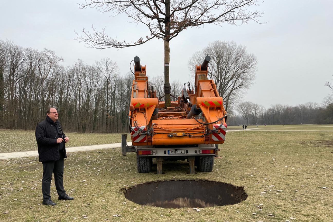 Großbaumverpflanzung im Marienbergpark, Bild © André Winkel / SÖR / Stadt Nürnberg
