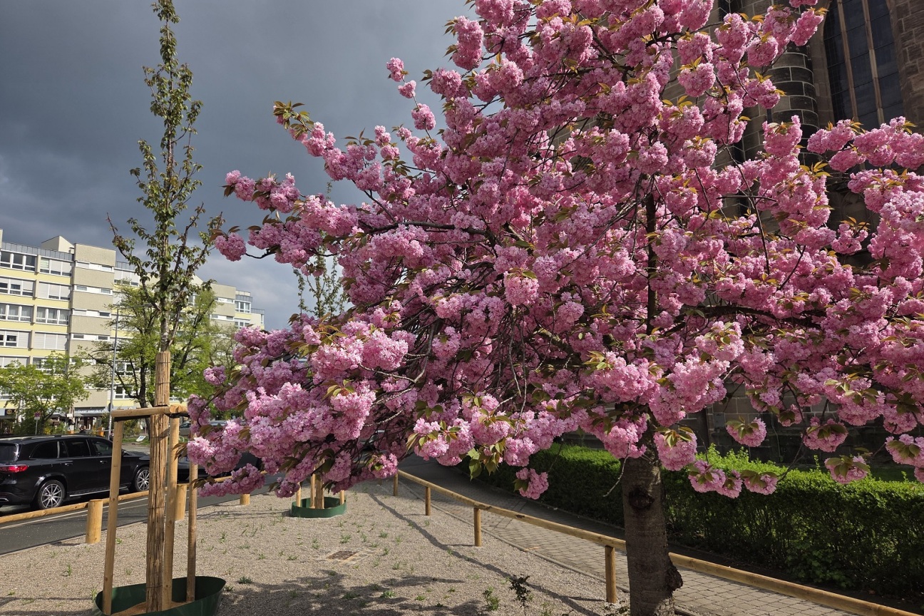 202604 Kirchenstr Kirschblüte, Bild © Steffen Stritt / SÖR / Stadt Nürnberg