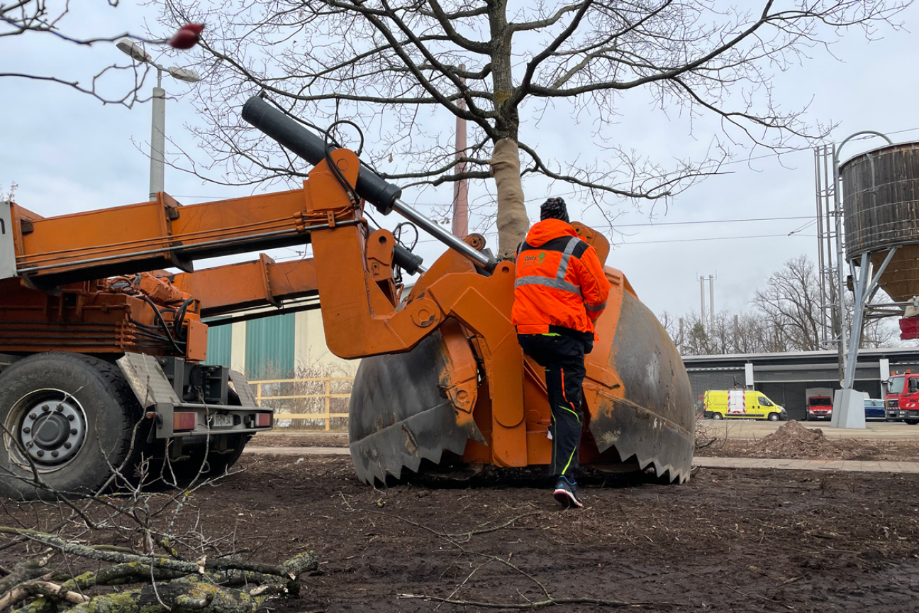Großbaumverpflanzung Marienbergpark, Bild © André Winkel / SÖR / Stadt Nürnberg