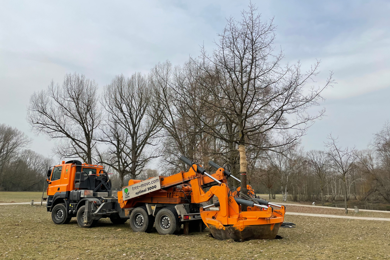 Großbaumverpflanzung im Marienbergpark, Bild © André Winkel / SÖR / Stadt Nürnberg