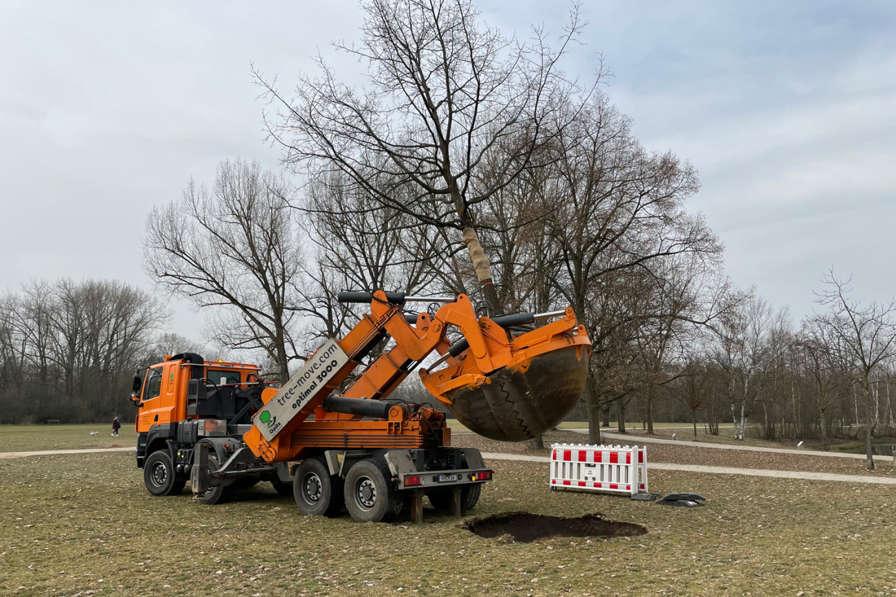 Großbaumverpflanzung im Marienbergpark, Bild © André Winkel / SÖR / Stadt Nürnberg
