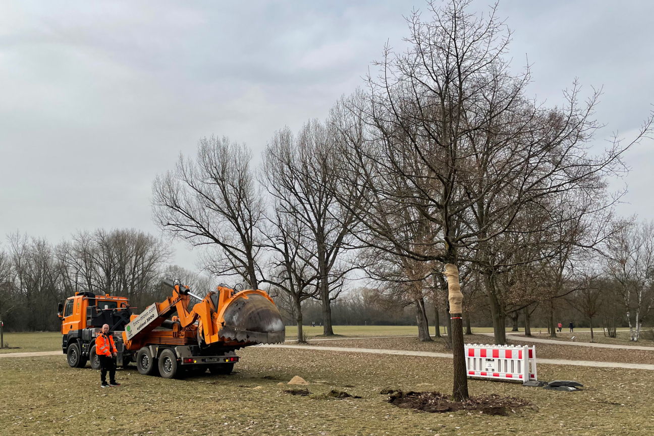 Großbaumverpflanzung im Marienbergpark, Bild © André Winkel / SÖR / Stadt Nürnberg