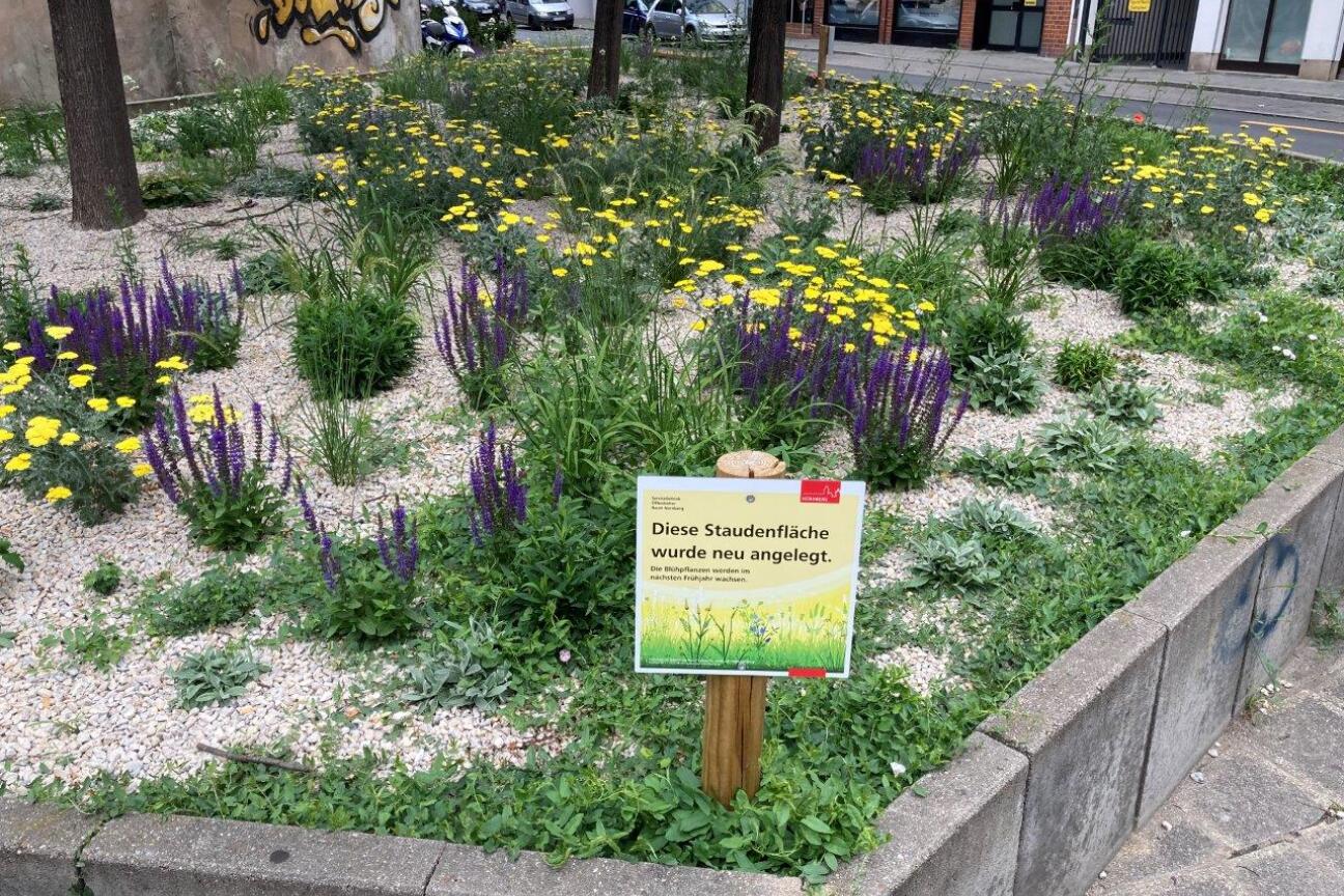 Silbersommer_neu angelegt, Bild © Steffen Stritt / SÖR / Stadt Nürnberg