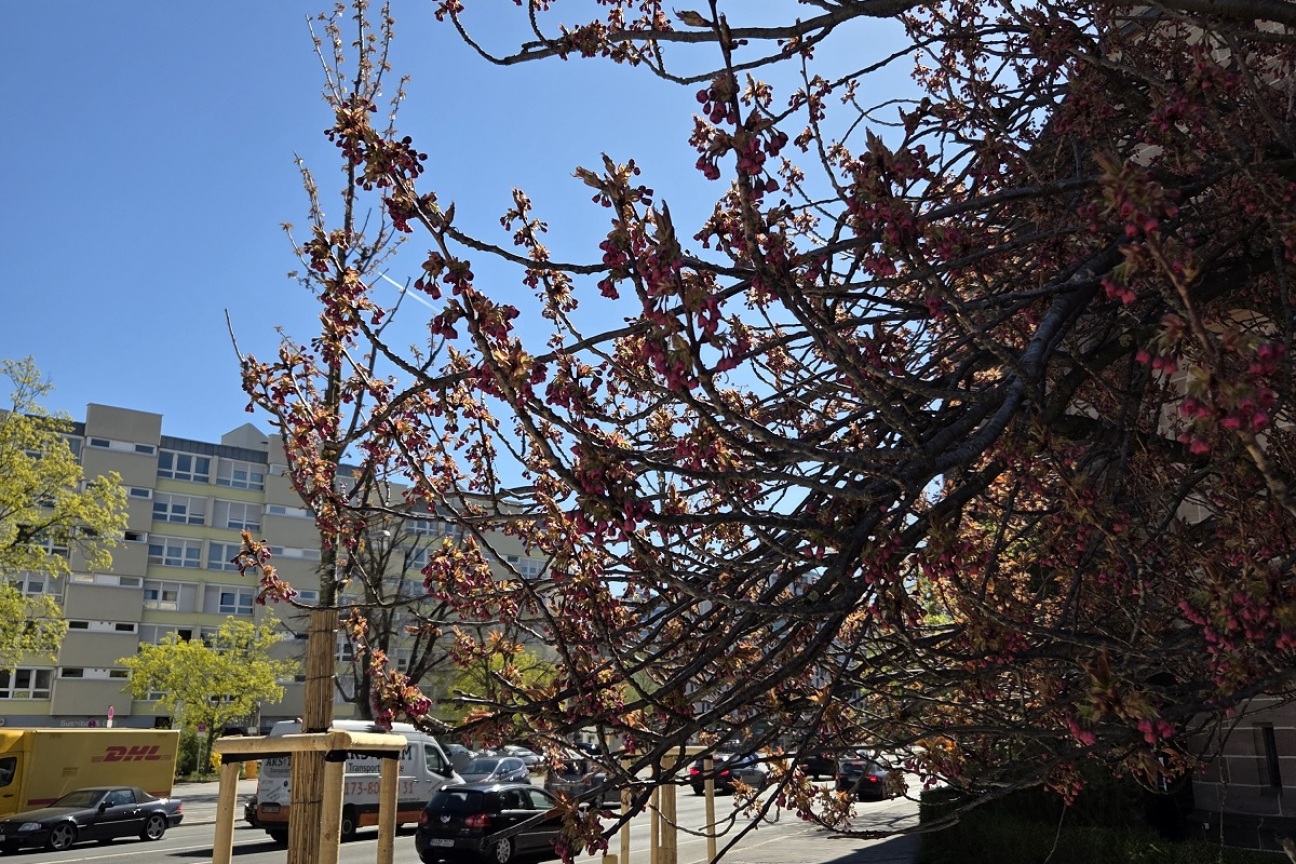 Kirschblüte im Pocket Park Kirchenstraße