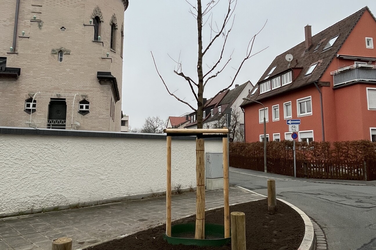 Thusneldastr Baumpflanzung 2025