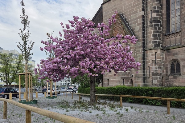 202604 Kirchenstr Kirschblüte