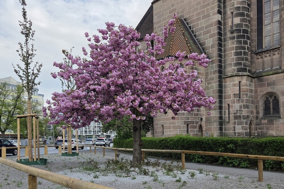 202604 Kirchenstr Kirschblüte, Bild © Steffen Stritt / SÖR / Stadt Nürnberg