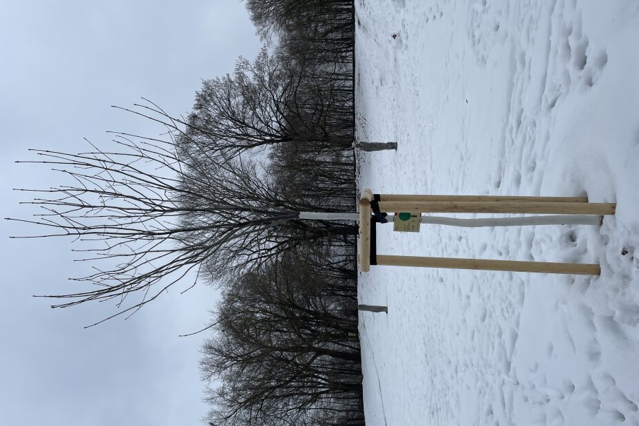 GALK Jubiläumsbaum Marienbergpark, Bild © Florian Demling / SÖR / Stadt Nürnberg