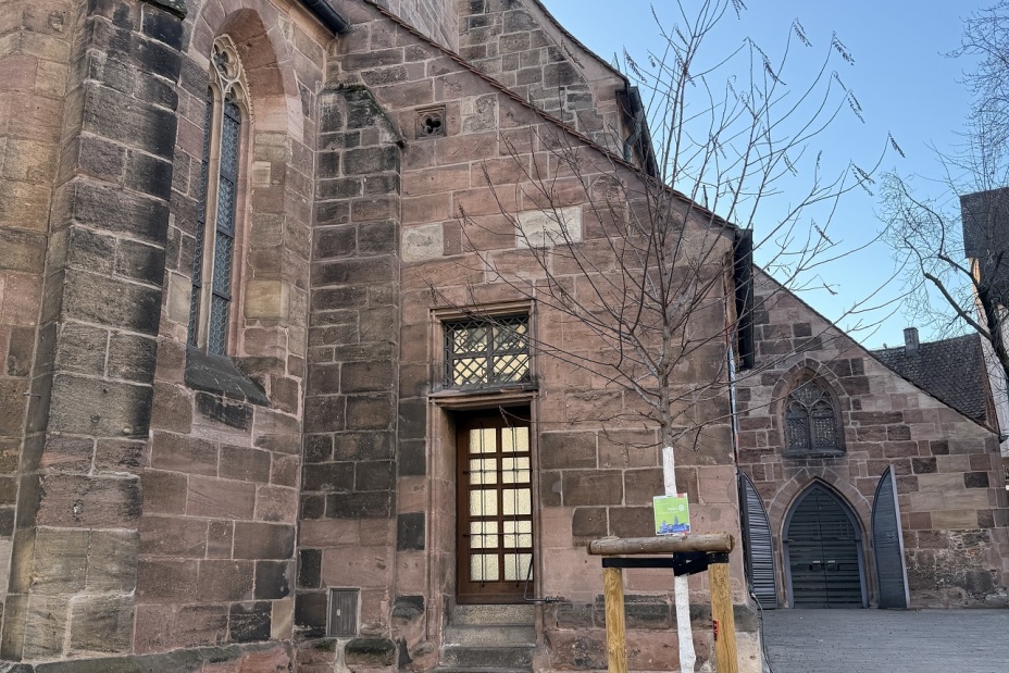 Bild © Kathrin Lehnerer / SÖR / Stadt Nürnberg 2025 Baumspende Rotary Connect StKlara Königstr, Bild © Kathrin Lehnerer / SÖR / Stadt Nürnberg