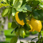 Hesperidengärten Zitronen