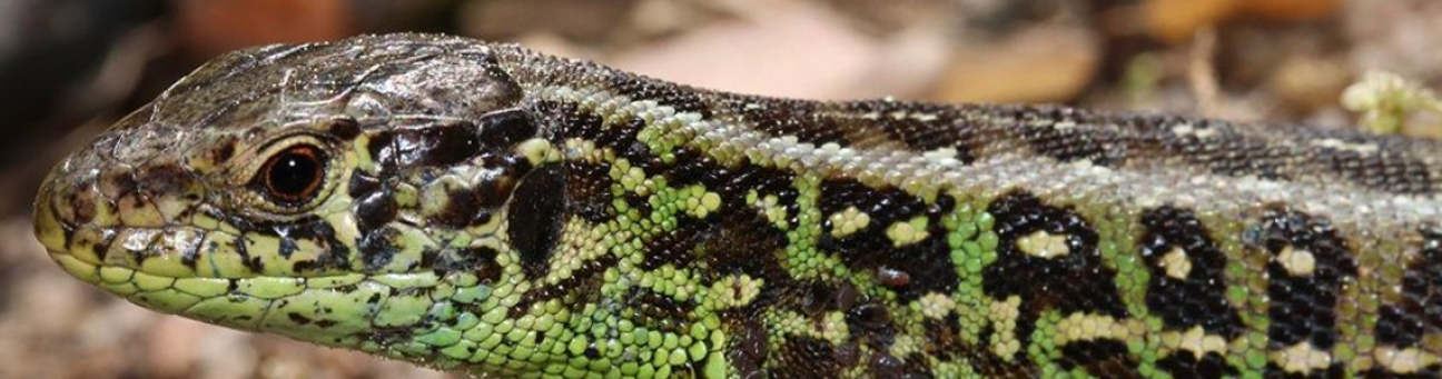 männliche Zauneidechse, Bild © Bild: Wolfgang Dötsch