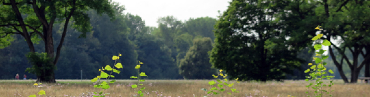 Bild © André Winkel Der Marienbergpark in Nürnberg, Bild © André Winkel