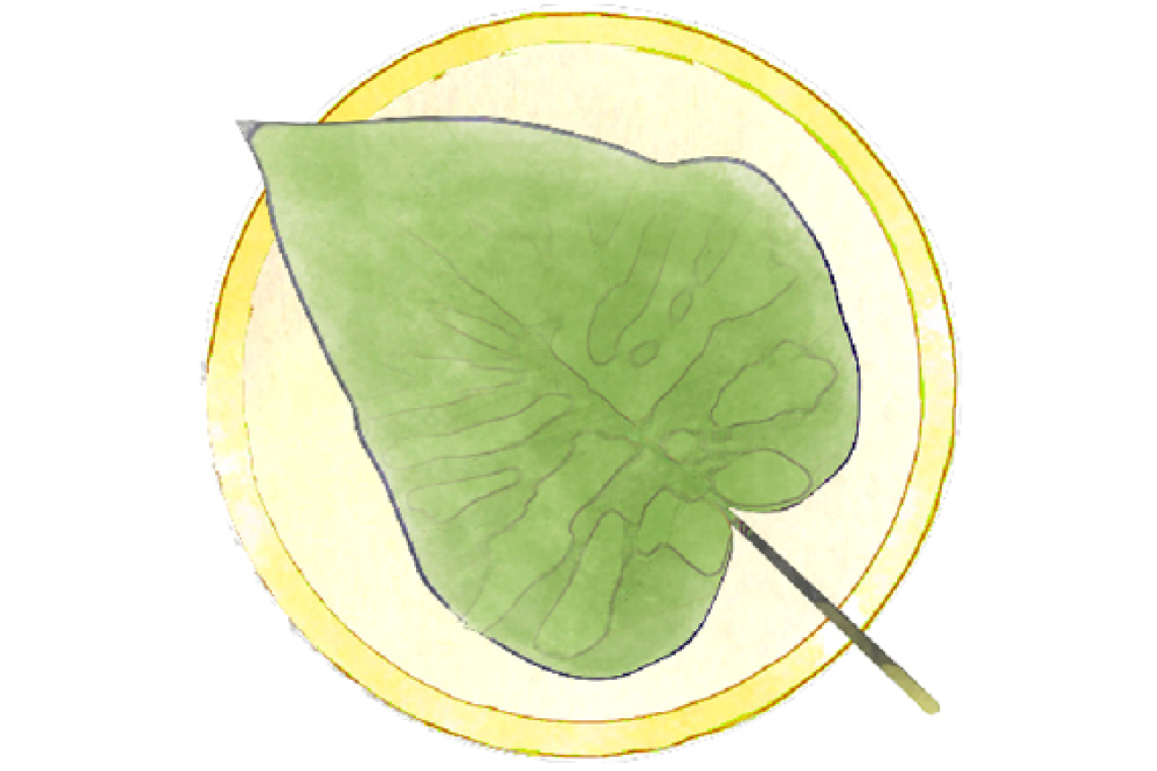 Bild © SÖR Blauglockenbaum, Bild © SÖR