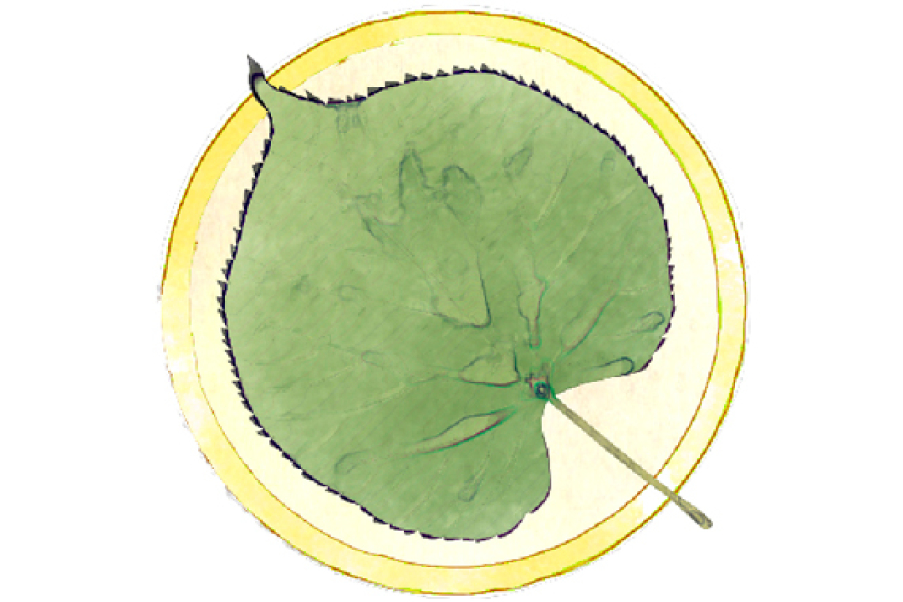 Bild © SÖR Sommer-Linde, Bild © SÖR