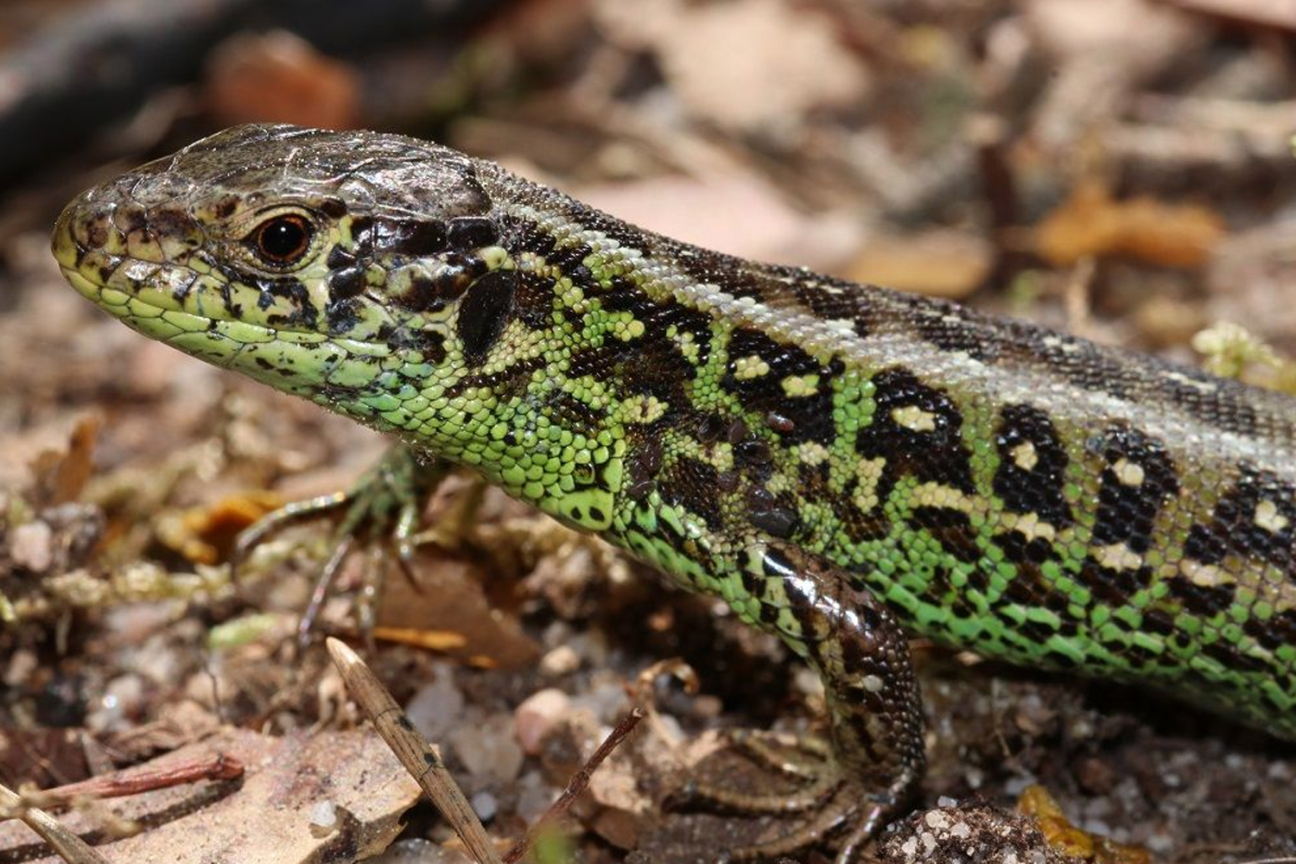 männliche Zauneidechse, Bild © Wolfgang Dötsch