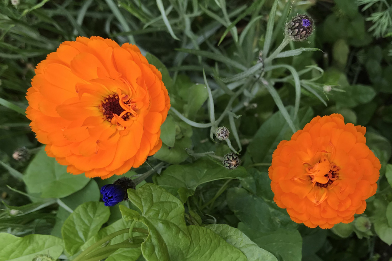 Ringelblume aus Blütentüte, Bild © André Winkel / SÖR / Stadt Nürnberg