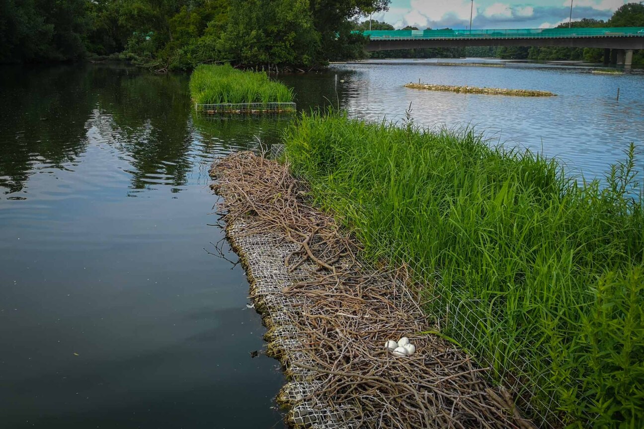 Schwimminseln mit Eiern, Bild © Jens Scheibe