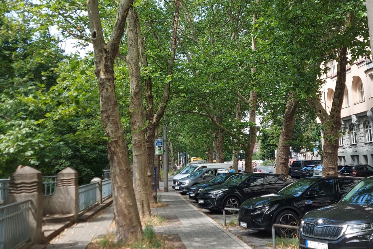 Platanen am Prinzregentenufer im Sommer mit Zuparkenden Autos