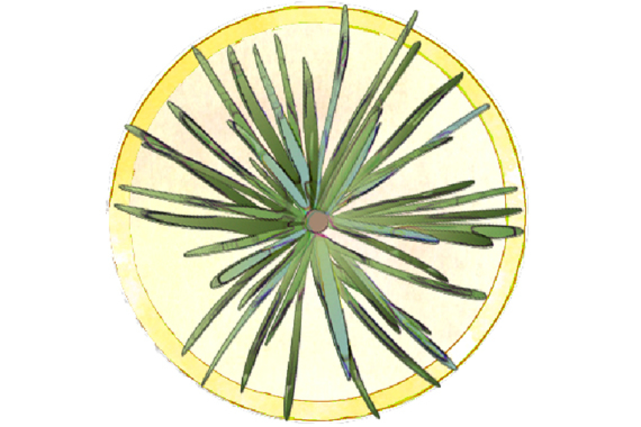 Bild © SÖR Blaue Atlas-Zeder, Bild © SÖR