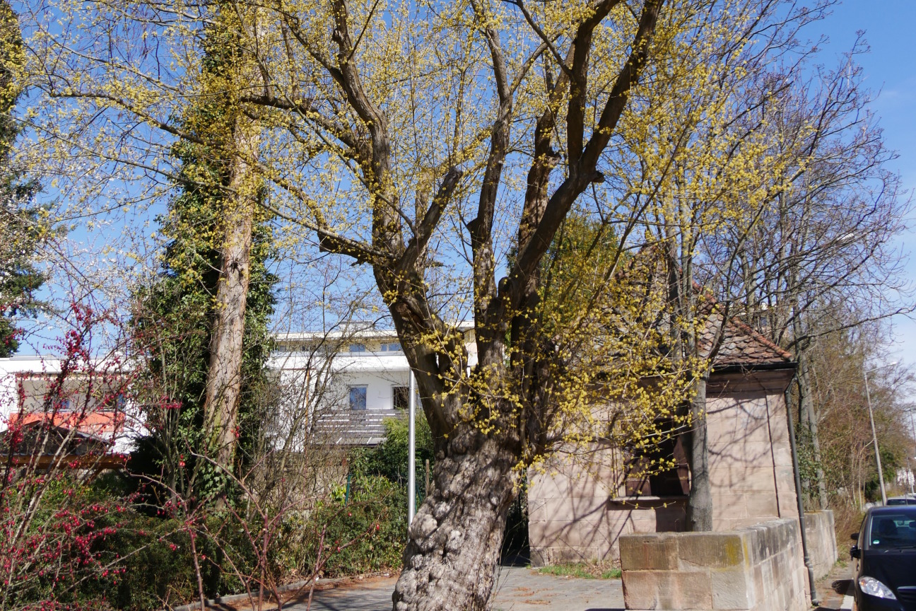 Champion Tree mit Austrieb im Frühjahr