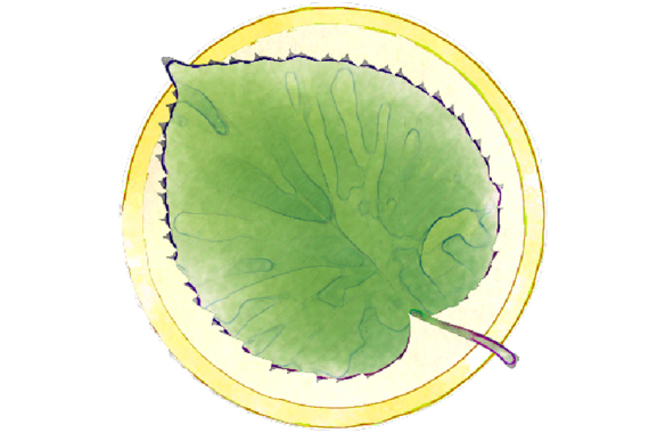 Bild © SÖR Taschentuchbaum, Bild © SÖR