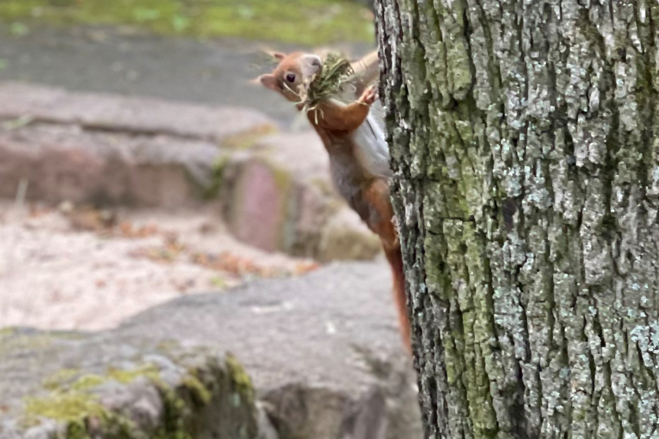 Ein Eichhörnchen auf dem Weg nach oben, Bild © André Winkel / Stadt Nürnberg