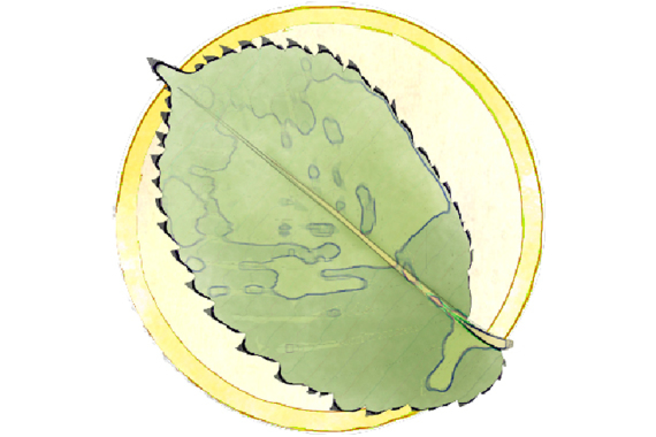 Bild © SÖR Berg-Ulme, Bild © SÖR