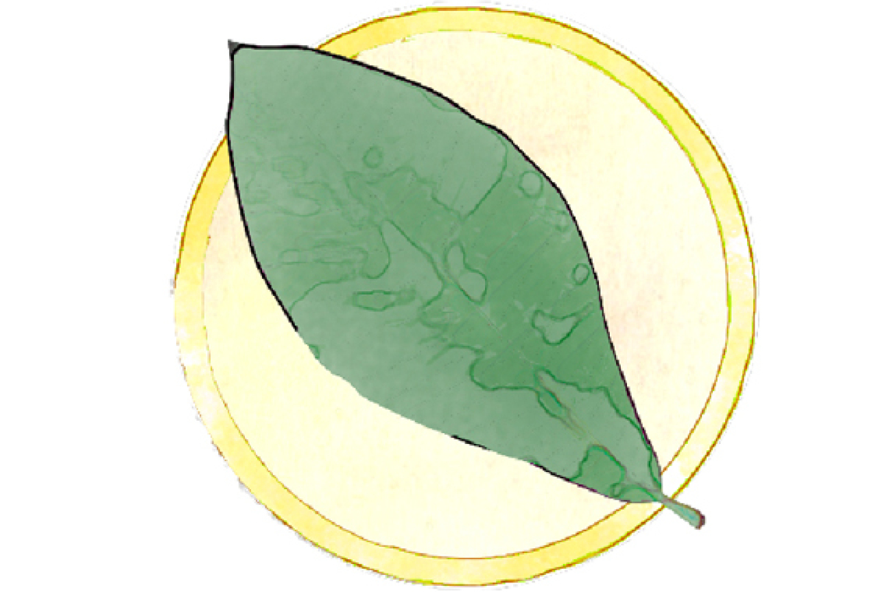 Bild © SÖR Stern-Magnolie, Bild © SÖR