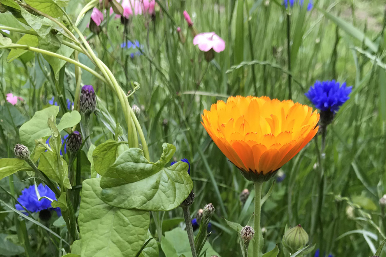 Inhalt Blütentüten, Bild © André Winkel / SÖR / Stadt Nürnberg