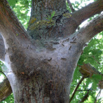 Eichenprozessionsspinner Nest Am Baum
