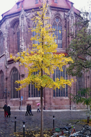 Ginkgo mit gelber Herbstfärbung vor der Absis der Lorenzkirche