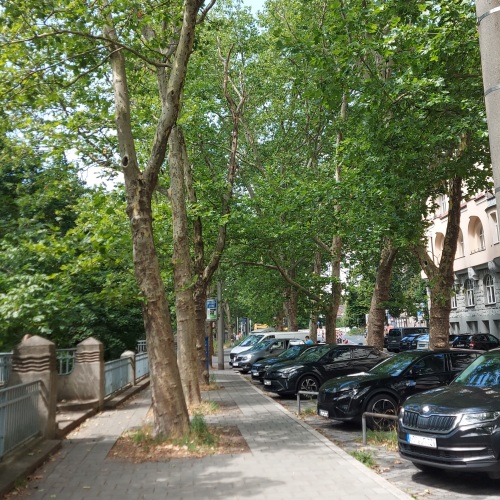 Platanen am Prinzregentenufer im Sommer mit Zuparkenden Autos © Florian Demling / SÖR / Stadt Nürnberg