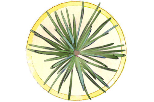 25 Bäume lernen Sie auf dem Baumlehrpfad im Stadtpark kennen. © SÖR / Stadt Nürnberg