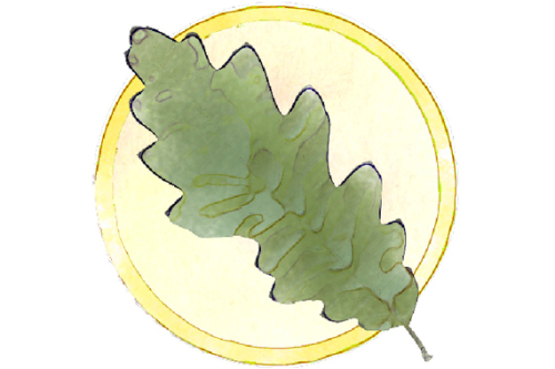 22 Bäume lernen Sie auf dem Baumlehrpfad im Stadtpark kennen. © SÖR / Stadt Nürnberg