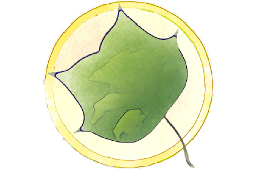 22 Bäume lernen Sie auf dem Baumlehrpfad im Stadtpark kennen. © SÖR / Stadt Nürnberg