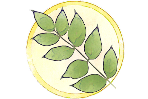 22 Bäume lernen Sie auf dem Baumlehrpfad im Stadtpark kennen. © SÖR / Stadt Nürnberg