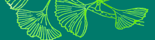 Ginkgo-Blätter © André Winkel / SÖR / Stadt Nürnberg