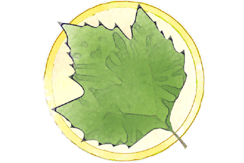 22 Bäume lernen Sie auf dem Baumlehrpfad im Stadtpark kennen. © SÖR / Stadt Nürnberg