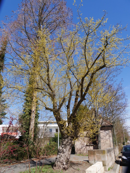 Champion Tree mit Austrieb im Frühjahr © Thomas Fober / SÖR / Stadt Nürnberg