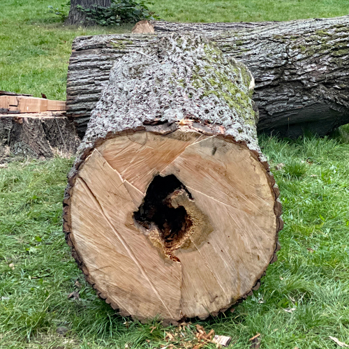 Gefällter Baum auf der Hallerwiese © André Winkel / SÖR / Stadt Nürnberg