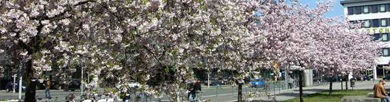 Blühende Kirschbäume auf dem Willy-Brandt-Platz
