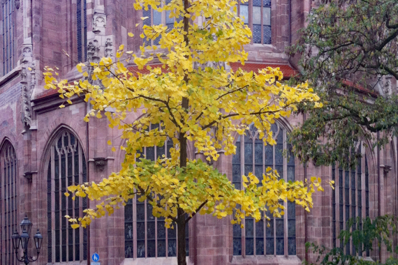 Ginkgo mit gelber Herbstfärbung vor der Absis der Lorenzkirche