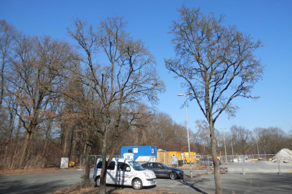 Luitpoldhain Bestand Parkplatz