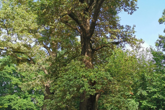 Die Stiel-Eiche am Dutzendteich steht am Rande eines Weges, im Hintergrund weitere Bäume und Sträucher. Die Eiche hat am unteren Stamm dicke Wucherungen